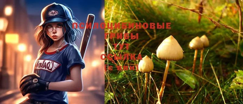 Псилоцибиновые грибы Psilocybe  Моздок 